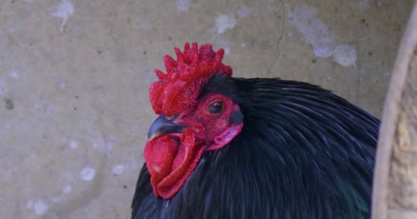 Big Rooster Musim Dingin Berjalan Salju — Stok Video