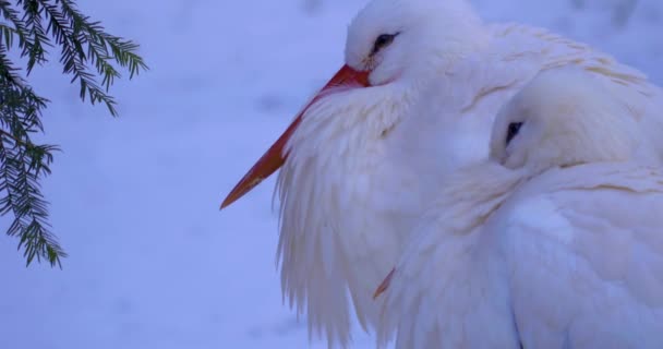 Tutup Bangau Putih Musim Dingin Dengan Salju Melihat Lihat — Stok Video