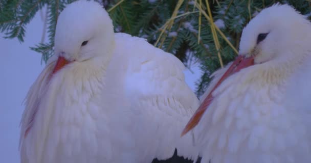 Close Cegonha Branca Inverno Com Neve Olhando Redor — Vídeo de Stock