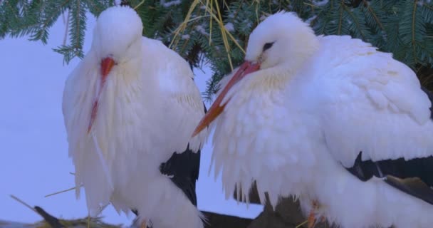 Close White Stork Winter Snow Looking — Stock Video