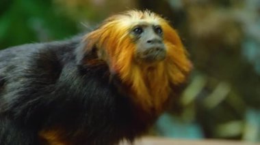 Etrafa bakarak aslan tamarin başını kapatın.