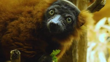 Kırmızı yakalı lemur 'a yaklaş, dal üzerinde oturuyor ve marul yiyor..