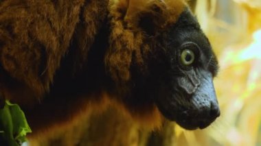 Kırmızı yakalı lemur 'a yaklaş, dal üzerinde oturuyor ve marul yiyor..