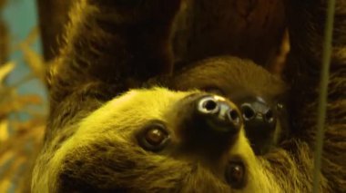 Tembel hayvanın kafasını kapat, marul ye ve ön ayaklarıyla tut.