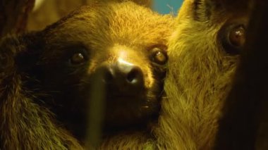 Tembel hayvanın kafasını kapat, marul ye ve ön ayaklarıyla tut.