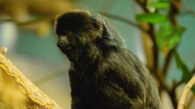 Marmoset maymunu bir dala oturmuş ve çiğniyor..