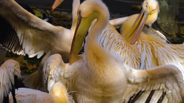 Close Alguns Pelicanos Limpeza Preparando Selfs Outono — Vídeo de Stock