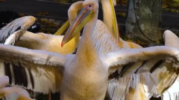 Close Alguns Pelicanos Limpeza Preparando Selfs Outono — Vídeo de Stock