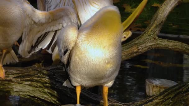 Close Alguns Pelicanos Limpeza Preparando Selfs Outono — Vídeo de Stock