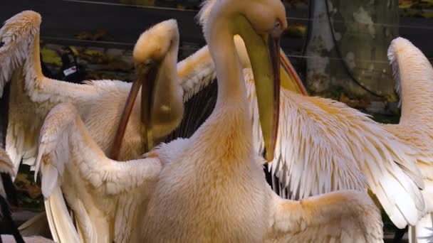 Close Alguns Pelicanos Limpeza Preparando Selfs Outono — Vídeo de Stock