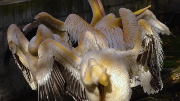 Close Alguns Pelicanos Limpeza Preparando Selfs Outono — Vídeo de Stock