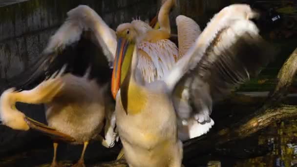 Close Alguns Pelicanos Limpeza Preparando Selfs Outono — Vídeo de Stock