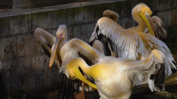 Närbild Några Pelikaner Rengöring Och Grooming Dem Själv Hösten — Stockvideo