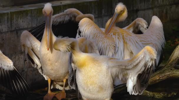 Close Alguns Pelicanos Limpeza Preparando Selfs Outono — Vídeo de Stock