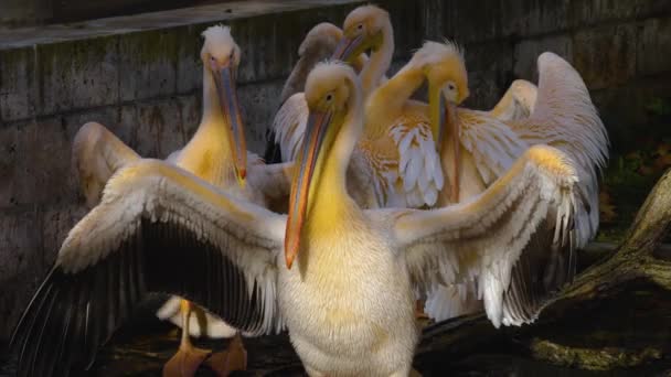 Close Alguns Pelicanos Limpeza Preparando Selfs Outono — Vídeo de Stock