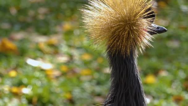 Close Black Crowned Crane Head Turnin — Stock Video