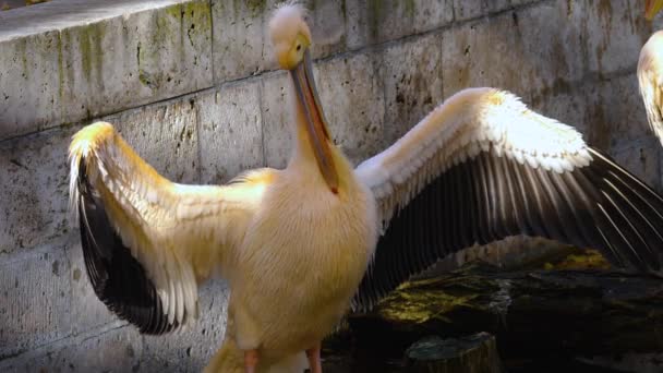 Close Alguns Pelicanos Limpeza Preparando Selfs Outono — Vídeo de Stock