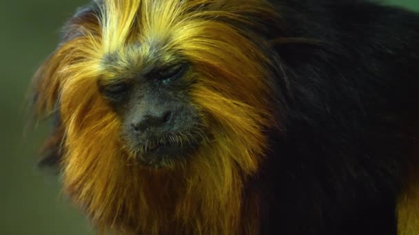 Close Lion Tamarin Head Looking — Stock Video