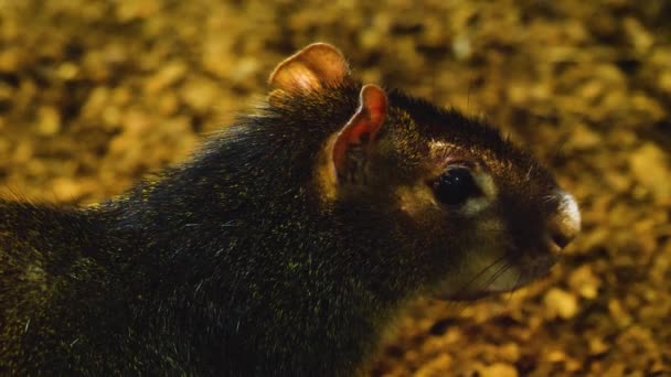 Sluiten Van Agouti Hoofd — Stockvideo