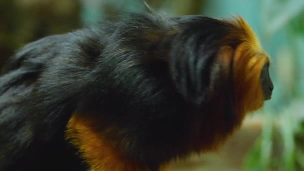 Etrafa Bakarak Aslan Tamarin Başını Kapatın — Stok video