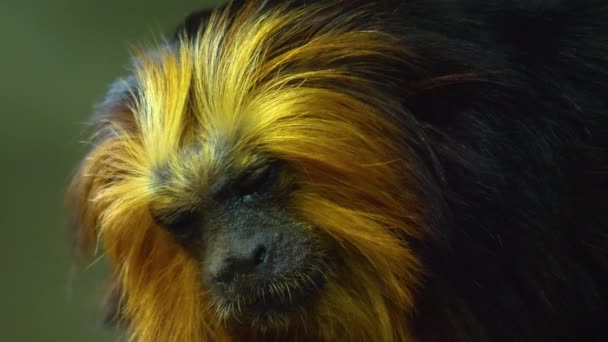 Close Lion Tamarin Head Looking — Stock Video