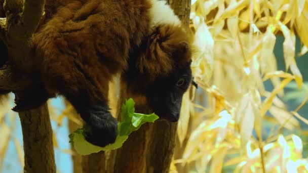 Close Red Ruffed Lemur Sitting Branch Eating Lettuce — Stock Video