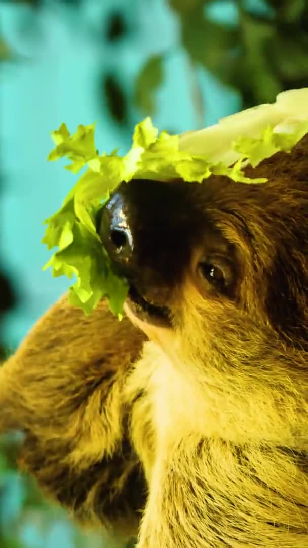 Închideți Capul Leneș Mâncând Salată Verde Ținând Picioarele Din Față — Videoclip de stoc