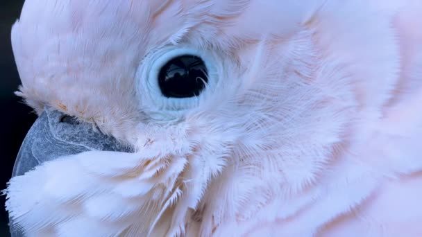 Nahaufnahme Von Kopf Und Auge Eines Kakadus Mit Spiegelungen — Stockvideo