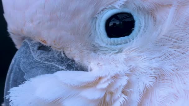 Nahaufnahme Von Kopf Und Auge Eines Kakadus Mit Spiegelungen — Stockvideo