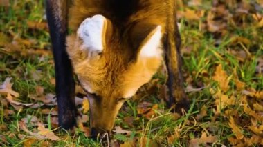 Maned Wolf 'un yeri koklamasına yakın durun..