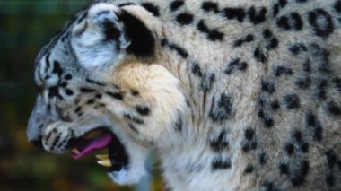 Etrafta oynayan genç kar leoparının etrafını kapatın.