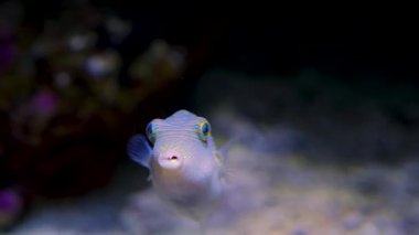 Suda yüzen kirpi balıklarına yaklaş.