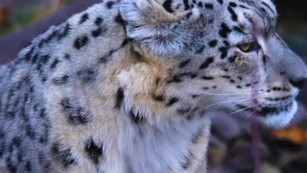 Close Leopardo Neve Andando Por — Vídeo de Stock