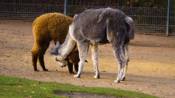 Lama Und Alpaka Kämpfen Lama Beißt Alpakas Ins Bein — Stockvideo