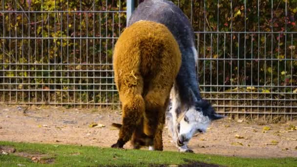 Lama Och Alpaca Slåss Llama Biter Alpacasbenet — Stockvideo