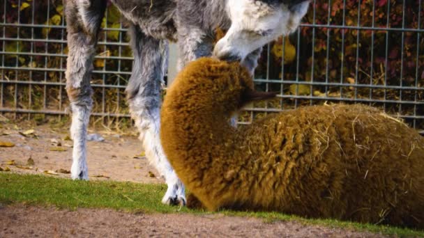 Lama Und Alpaka Kämpfen Lama Beißt Alpakas Ins Bein — Stockvideo