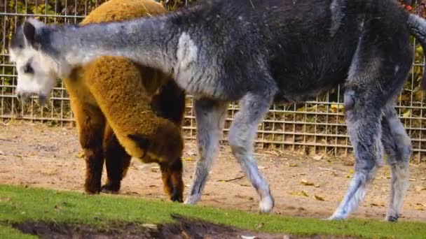 Llama Alpaca Peleando Llama Está Mordiendo Pierna Alpacas — Vídeos de Stock