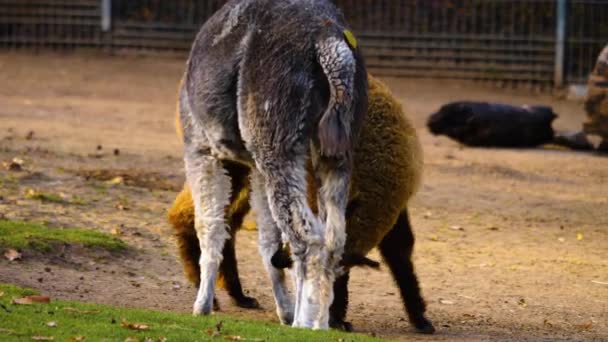 Lama Alpaca Vechten Llama Bijt Het Alpaca Been — Stockvideo