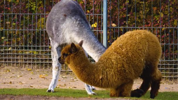 Lama Alpaka Bojují Lama Kouše Nohy Alpaky — Stock video