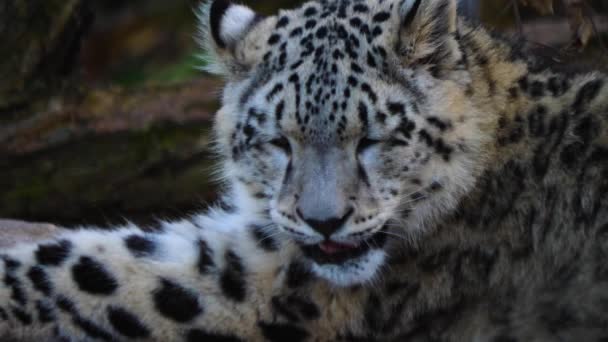 Close Leopardo Neve Jovem Brincando — Vídeo de Stock