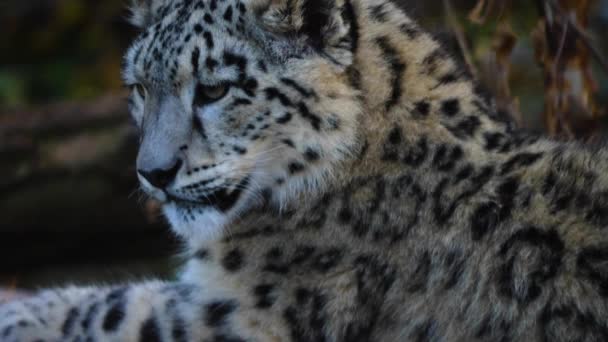 Close Leopardo Neve Jovem Brincando — Vídeo de Stock