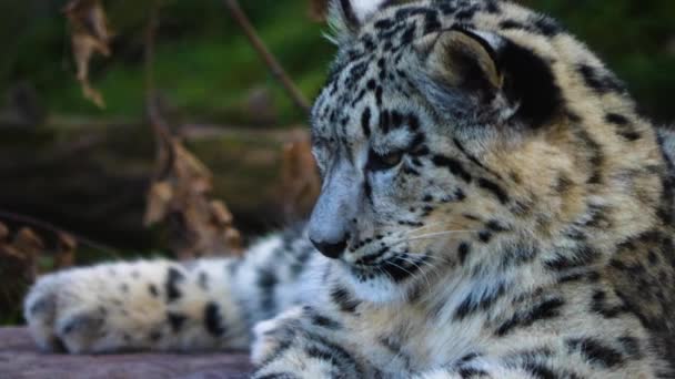 Крупним Планом Молодий Сніговий Леопард Грає Навколо — стокове відео