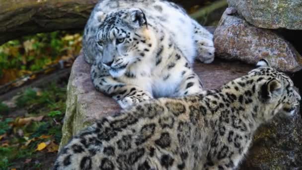 Крупним Планом Молодий Сніговий Леопард Грає Навколо — стокове відео
