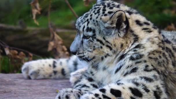 Zblízka Mladý Sněžný Leopard Hrát Kolem — Stock video