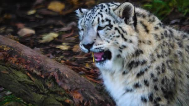 Close Leopardo Neve Jovem Brincando — Vídeo de Stock