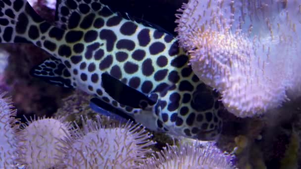 Dekat Dari Harlequin Sweetlips Ikan Bawah Air — Stok Video