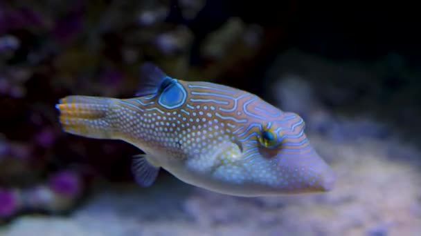 Primer Plano Los Peces Globo Nadando Alrededor — Vídeo de stock