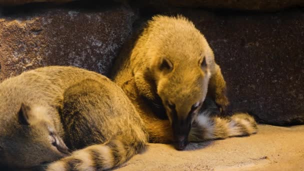 Coatimundi Riposa Guarda Intorno — Video Stock