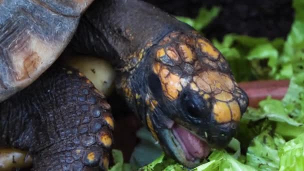 Sluiten Schildpad Hoofd Eten Bijt Een Vrede Van Sla — Stockvideo