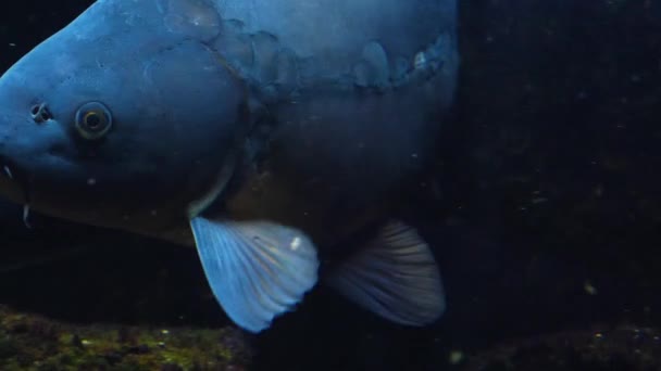 Zblízka Kapra Plavání Pod Vodou Otáčení Levé Straně — Stock video